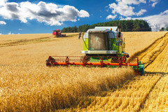 Аналітики IGC знизили прогноз світового виробництва пшениці в 2021/22 МР