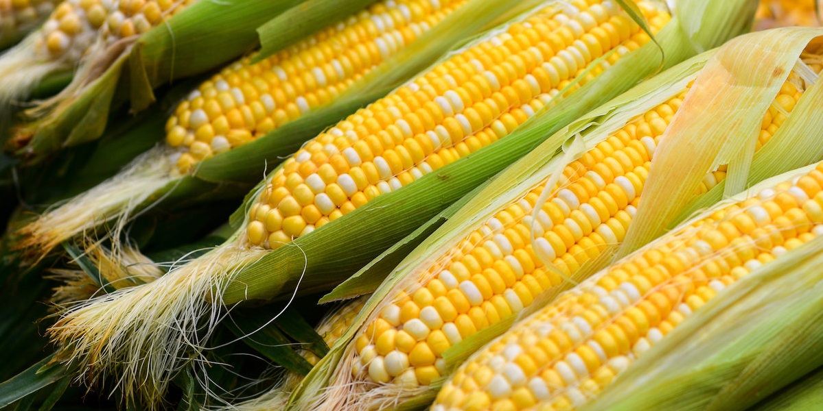Підвищено прогноз світового виробництва кукурудзи в 2021/22 МР