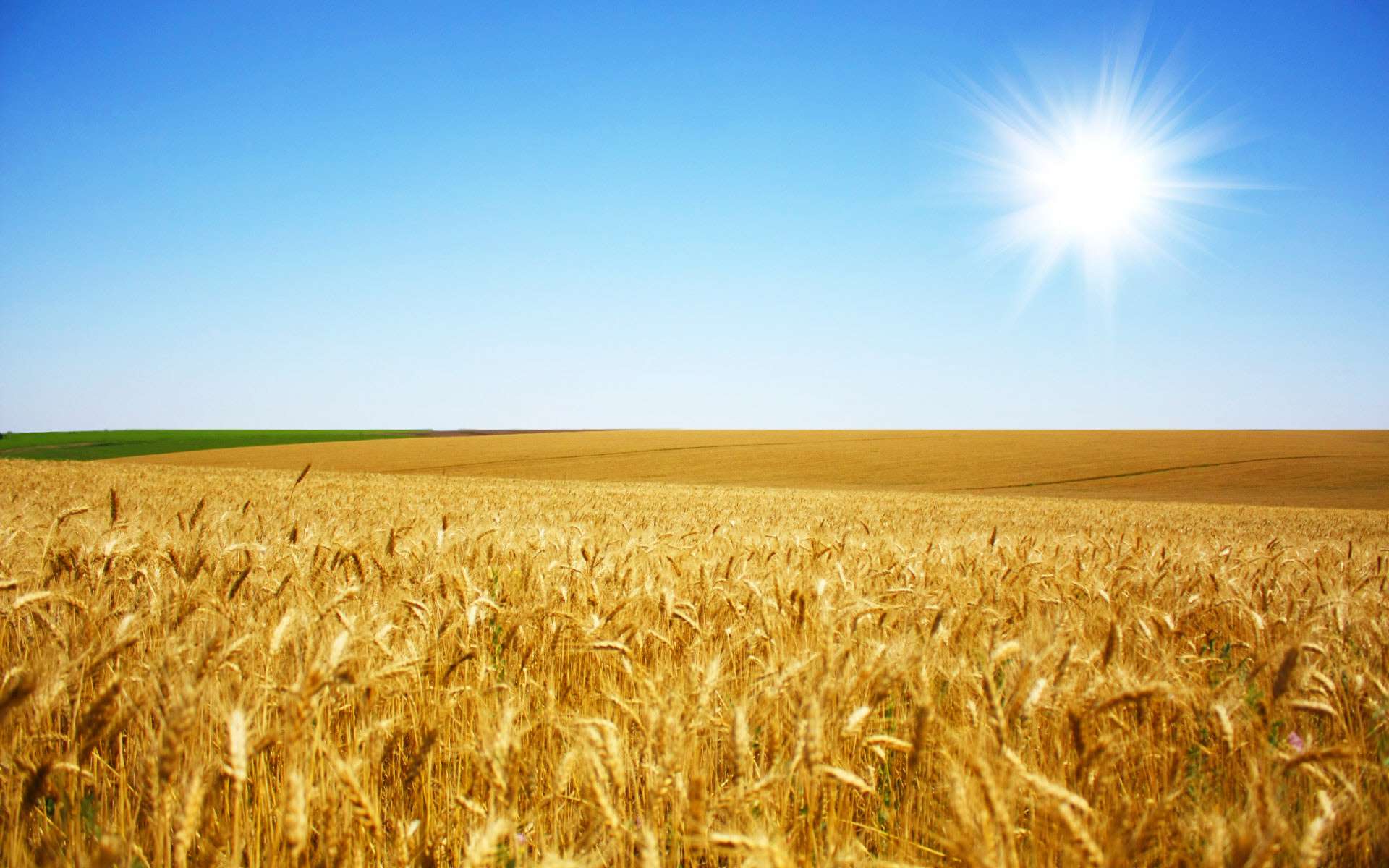 Валовий збір зерна в Україні за останні 30 років зріс майже вдвічі