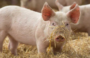За 7 місяців Україна імпортувала на 30% більше свинини