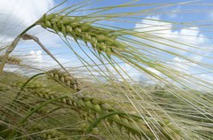 Закупівельні ціни на ячмінь в Україні зростають на тлі подорожчання пшениці та кукурудзи