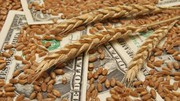 Зниження біржових пшеничних котирувань зупинить зростання цін на чорноморську пшеницю