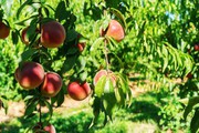 За 5 років площа персикових садів в Україні зменшилася на 21%