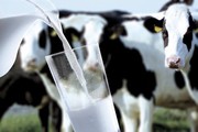 Прибутковість молока підскочила на 10%, але залишилась на п'ятирічний мінімумі