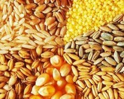 Експорт української кукурудзи досягнув 1 млн тонн