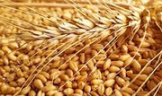 В Україні пшениця зібрана на 72% площ, і прогнози рекордного врожаю підтверджуються