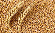 ДПЗКУ планує поставити до Китаю 1 млн тонн зернових