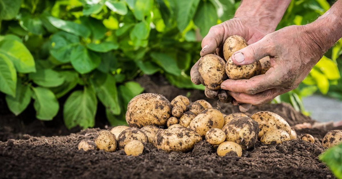 Як законтрактувати врожай картоплі 2021