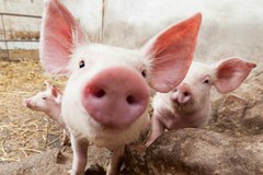 У серпні традиційно підвищаться ціни на свиней — АСУ
