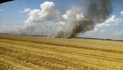 У Європі знищено посіви зернових культур