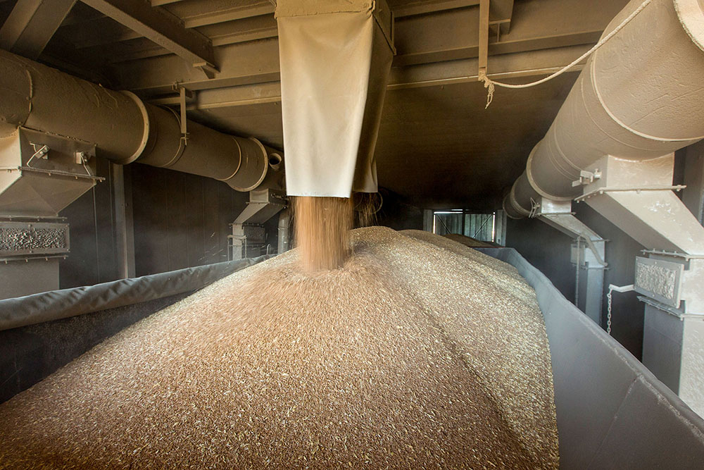 Аналітики USDA підвищили прогноз урожаю пшениці в Україні на 3 млн т