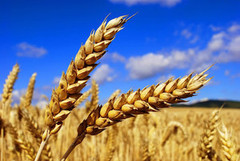 Експерти USDA значно знизили баланс світового попиту і пропозиції пшениці в 2021/22 МР
