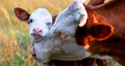 Триває прийом заявок на отримання дотації за утримання корів
