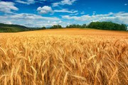 Україна готова завоювати нові ринки зерна внаслідок зміни світової кон’юнктури