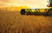 Україна цьогоріч очікує рекордного врожаю пшениці