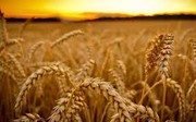 Ціна закупівлі пшениці на тендері в Єгипті з 2 серпня виросла на 38 $/т