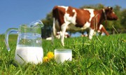 Презентовано дорожню карту впровадження Програми контролю сирого молока на національному рівні
