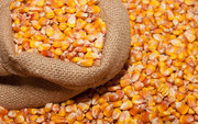 Прогноз: Україна експортує до Китаю до 6 млн т кукурудзи
