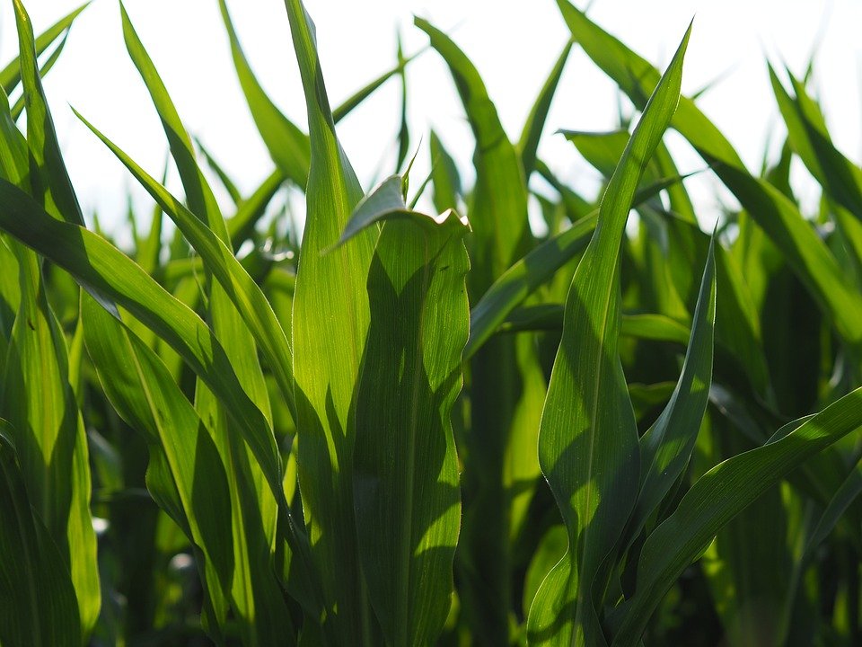 Учені виявили ген, що поліпшує поглинання кукурудзою вологи та азоту