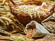 Україна експортувала майже 6,5 млн тонн зернових