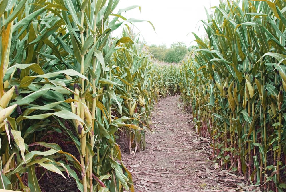 Погодні умови другої декади серпня в Україні були задовільними для завершення вегетації сільгоспкультур