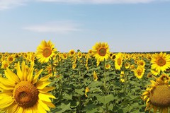 На початку сезону ціни на соняшник залишаються високими за підтримки ринків рослинних олій