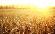 Експерти IGC продовжують знижувати прогнози світового виробництва та експорту пшениці в 2021/22 МР