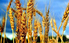 Закупівельні ціни на пшеницю в Україні відновили зростання