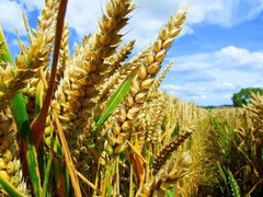 Вперше українські аграрії зберуть більше зернових, ніж за СРСР