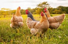 Україні прогнозують місце у ТОП-15 світових виробників курятини