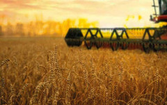 Цьогорічний врожай ранніх зернових є рекордним за всю історію України