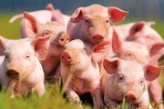 В Україну більш не завозитимуть європейську свинину “зі знижкою”