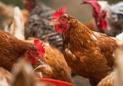 Україна має увійти до сімки найбільших експортерів м’яса птиці