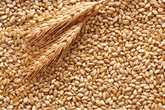 Експорт української пшениці з початку сезону перевищив 5 млн тонн