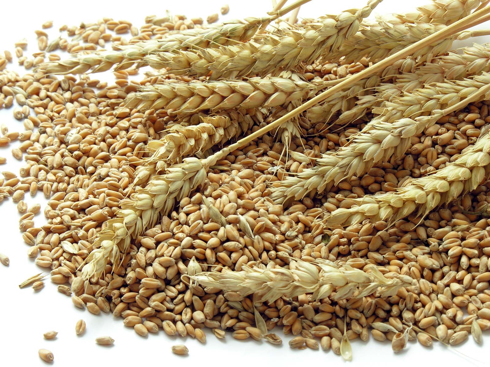 Росія підвищує ставки експортного мита на пшеницю та ячмінь