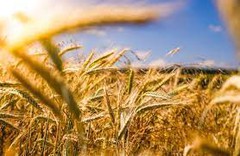 Україна повинна акцентувати значимість зернових культур для розвитку світових продовольчих систем