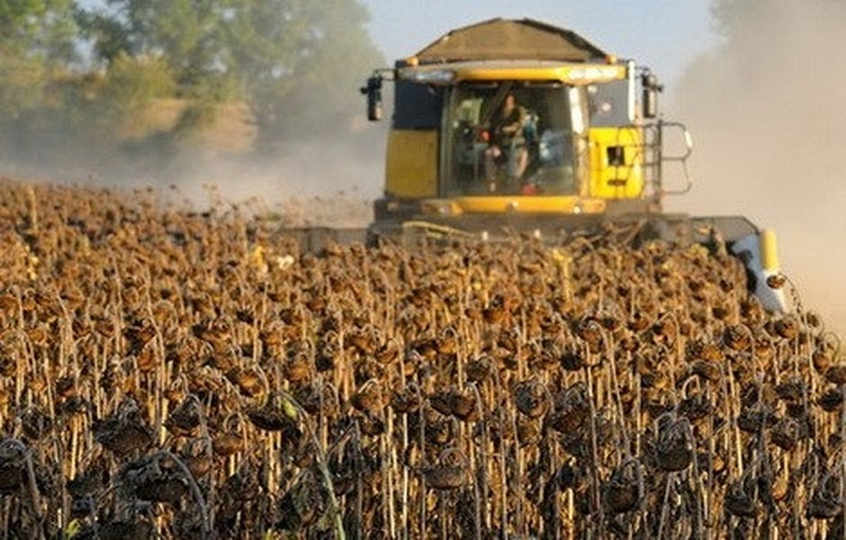 Жнива-2021: В Україні розпочали збирати кукурудзу