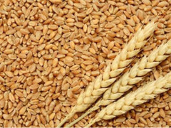 Зростання біржових цін на пшеницю уповільнилося попри появу нових чинників підтримки