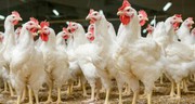 Податковий комітет вирішив позбавити пільг виробників курятини