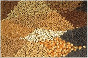 До початку вересня в Україні було зібрано майже 44 млн тонн зерна