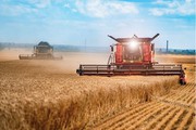 Благо чи проблема? Україна збирає рекордний врожай зернових
