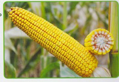 Кукурудза лідирує в імпорті насіння зернових до України