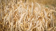 Погода у США, Україні та Бразилії найближчим часом визначатиме тенденції зернових ринків