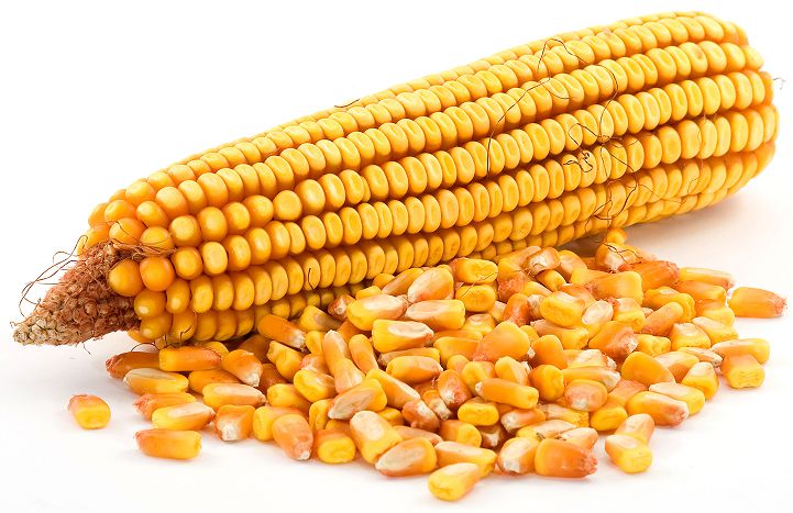 Експерти IGC підвищили прогноз світового врожаю зерна на 2021/22 МР за рахунок кукурудзи