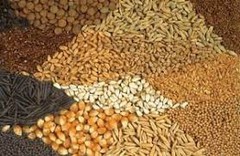 Міжнародна зернова рада IGC збільшує прогноз загального світового виробництва зерна