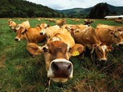 Скасування ввізного мита на рогату худобу стимулюватиме відновлення галузі