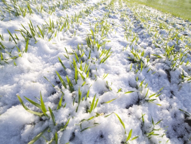 В Україні до 21 грудня сходи озимих зернових отримано на 99,4% засіяних площ
