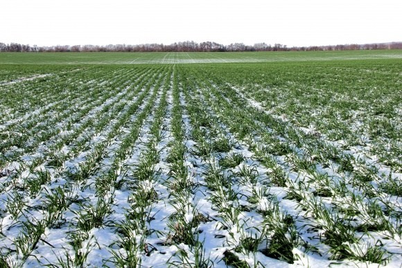 Україна. Частка посівів озимих зернових в хорошому стані максимально за останні чотири роки
