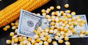 Зменшення імпорту Китаєм та споживання на етанол може опустити ціни на кукурудзу