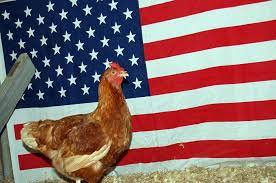 Экспорт мяса птицы и яиц из США достиг нового рекордного уровня
